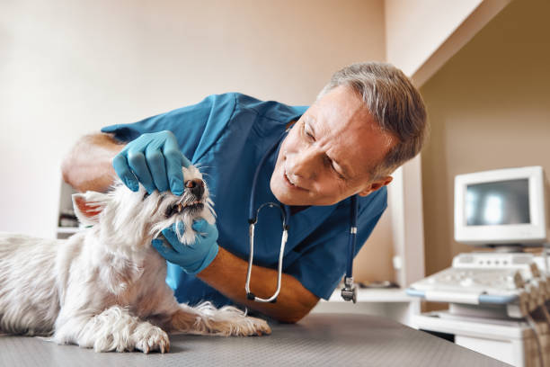 Best Weekend Emergency Dentist in Columbus Junction, IA